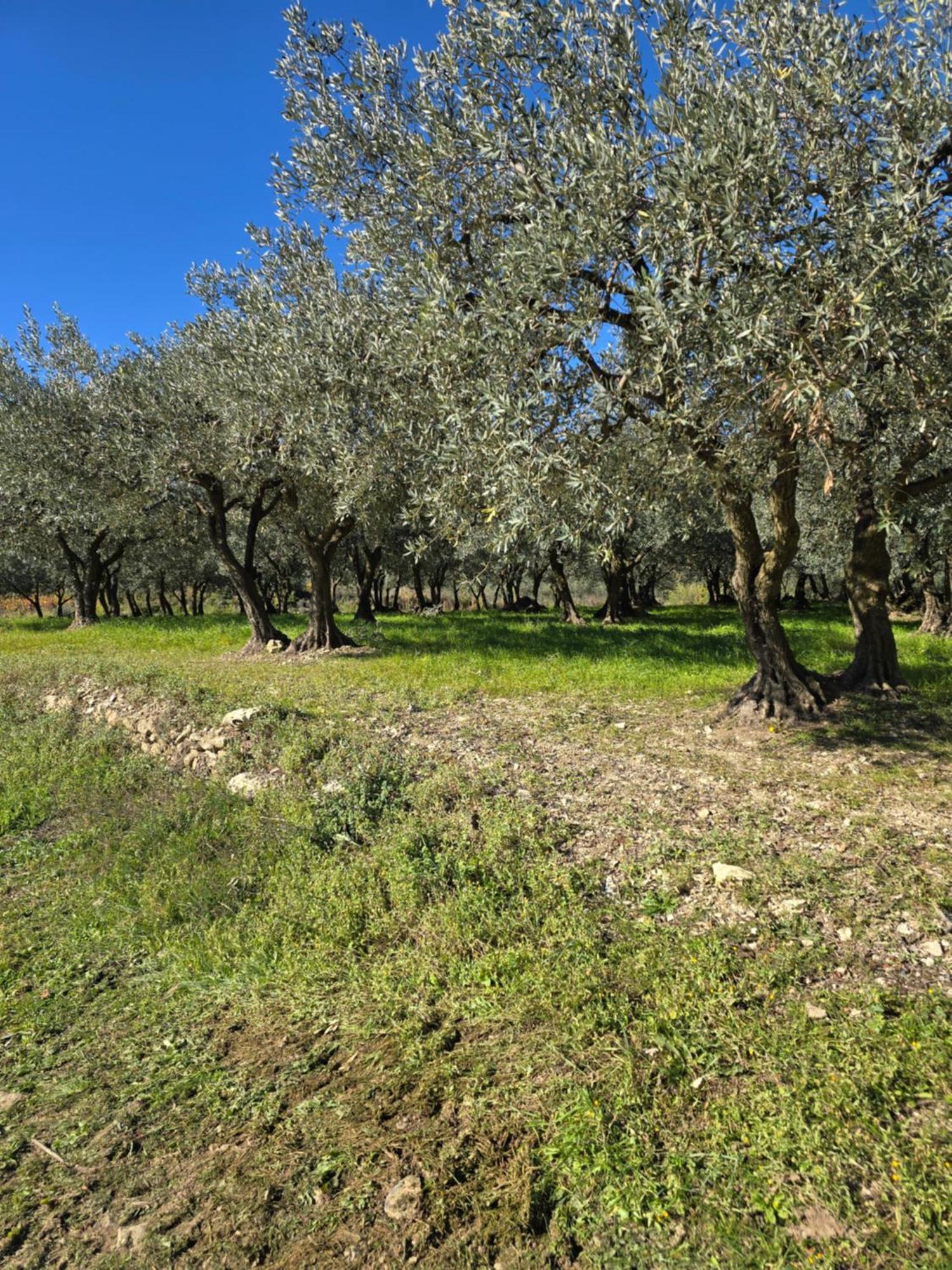 A L'Oree Des Oliviers Venterol  المظهر الخارجي الصورة